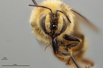 Media type: image;   Entomology 810611 Aspect: head frontal view